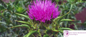 расторопша для печени