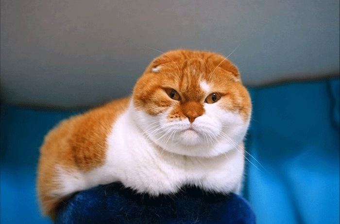 Вислоухая британская кошка - необычайная красотка