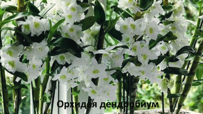 Орхидея привнесет частичку красоты в ваш дом