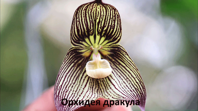Орхидея привнесет частичку красоты в ваш дом