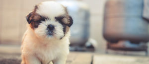 викторина какой щенок