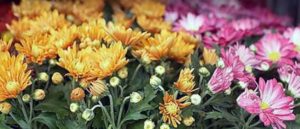 хризантема в горшке уход в домашних условиях