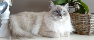 Кошка сильно линяет что делать