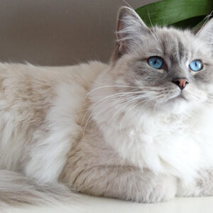 Кошка сильно линяет. Что делать?