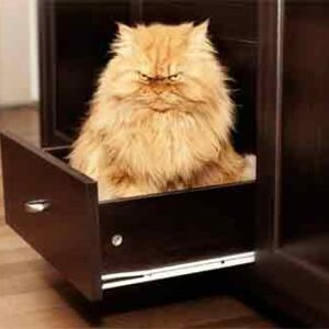 Семь признаков, что ты бесишь своего кота
